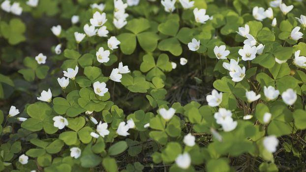White Oxalis blooms in the forest in spring.