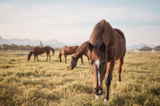 Horses make a landscape look beautiful. Shot of a beautiful horse on a farm.