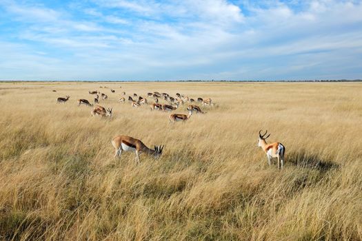 Springbok antelopes in open grassland