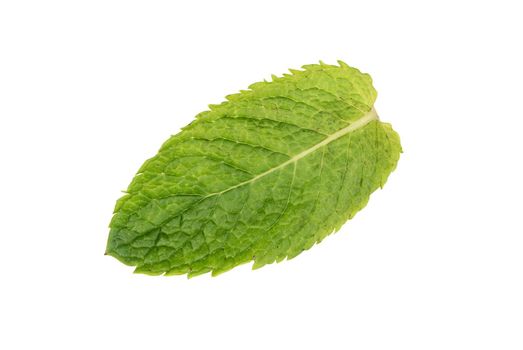 Peppermint Leaf isolates