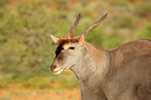 Eland antelope portrait - South Africa