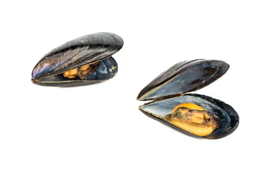 Cooked mussel in shell