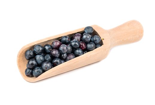 Blueberries in scoop