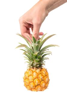Mini pineapple in hand