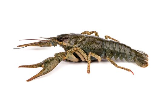 Raw crayfish