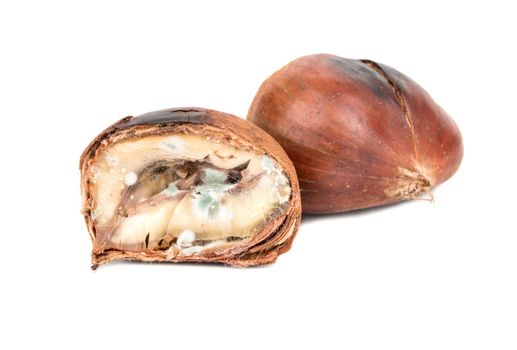 Spoiled edible chestnut