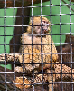 Green monkey in a cage
