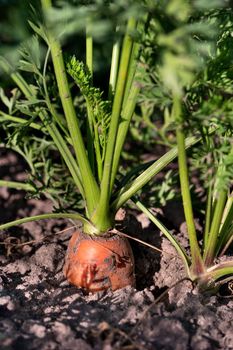 Growing carrots in ground