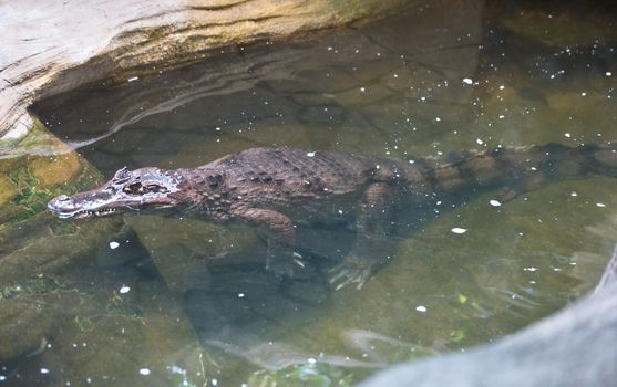 Crocodile Caiman in the water