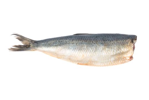 Salted herring