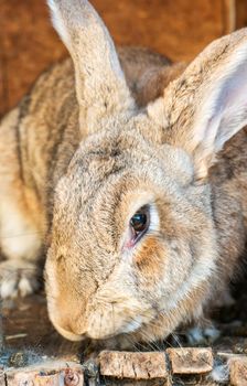 Portrait of domestic rabbit
