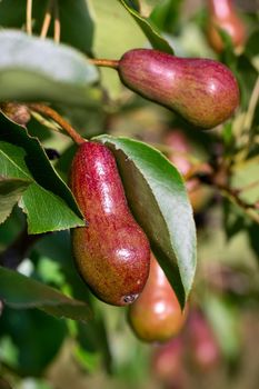 Red pears on tree