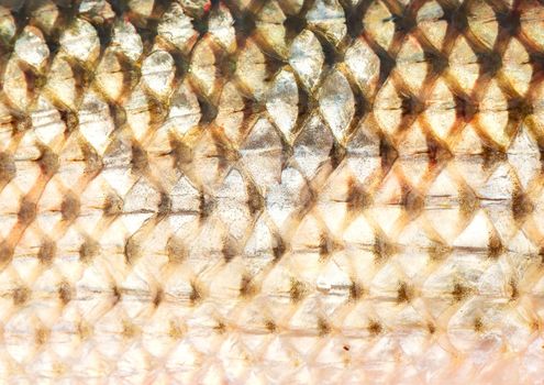 Fish scales close up