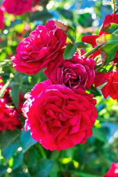Bush red rose