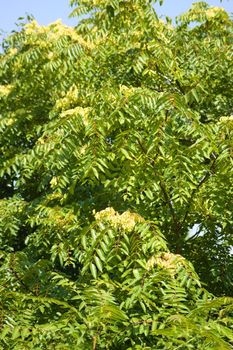 Closeup of tree of heaven leaves with blue sky on background
