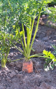 Growing carrots in ground