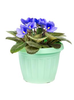 Violets in the pot