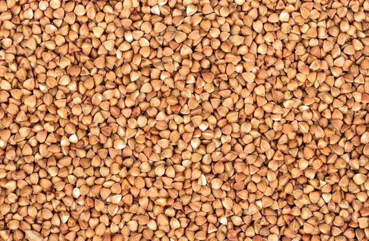 Raw grains of buckwheat