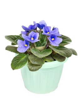 Violets in the pot