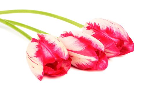 Three red white tulips