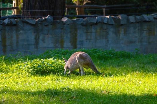 Beautiful kangaroos on a green lawn in an animal park.
