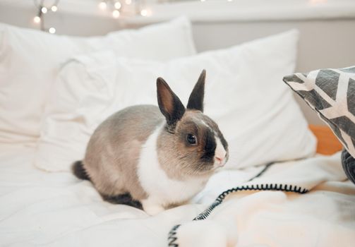 Perfect companion for little kids. Shot of an adorable little rabbit sitting on a bed at home.