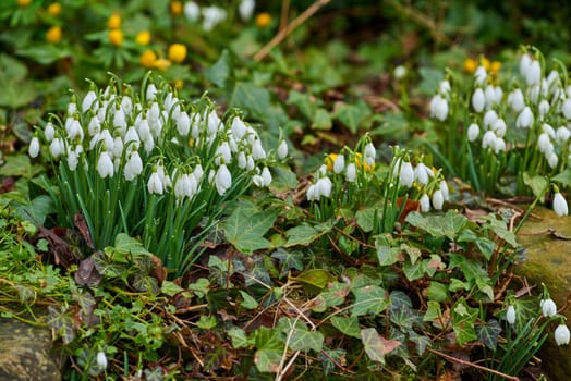Galanthus woronowii growing in their natural habitat in a dense forest. Green snowdrop in the woods. Woronows snowdrop. Plant species thriving in their natural habitat and environment