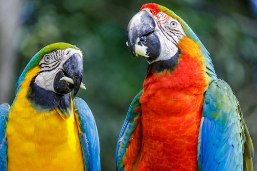 Scarlet and yellow blue macaw eating together in Pantanal, Brazil
