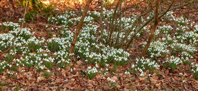 Galanthus woronowii growing in their natural habitat in a dense forest. Green snowdrop in the woods. Woronows snowdrop. Plant species thriving in their natural habitat and environment