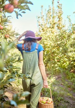 One farmer harvesting juicy and nutritious organic fruit in summer season. Woman holding a basket of freshly picked apples from trees in a sustainable orchard outside on a sunny day from the back