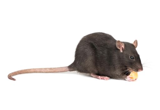 Gray rat with cheese