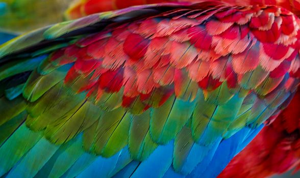 Abstract pattern of Macaw parrot feathers close-up