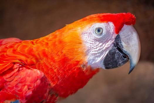 RED scarlet Macaw parrot in Pantanal, Brazil