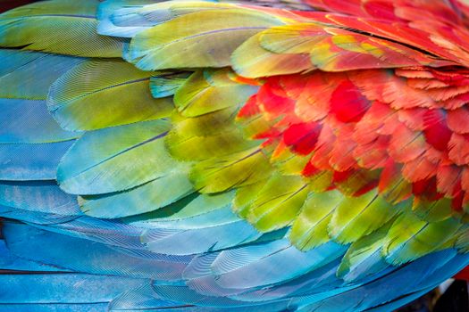 Abstract pattern of Macaw parrot feathers close-up
