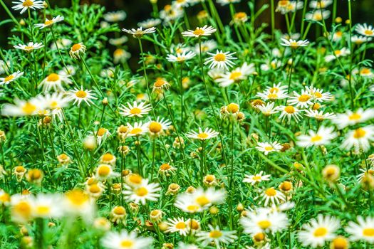 White and Yellow Flower (Daisy Margaret Camomile)