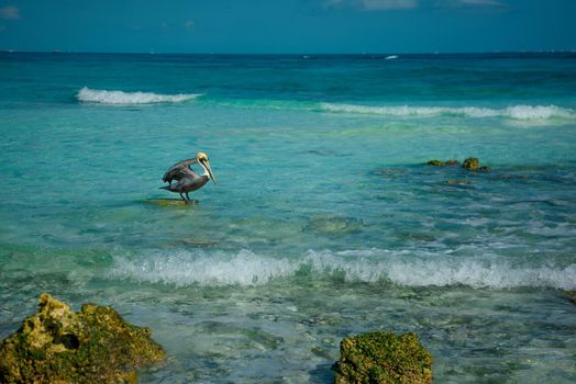 Pelican stands on a stone among the azure sea