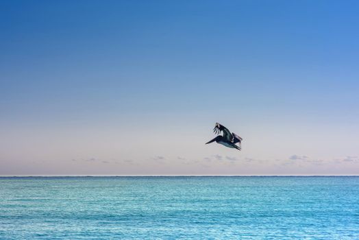 Big Pelican flies over the sea against a blue sky.