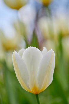 White tulip flower growing in a garden against a blurred nature background. Close-up of a flowering plant beginning to blossom on a field or forest. Flora blooming and sprouting in a meadow in spring