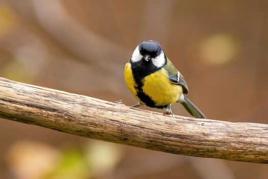 a great tit sits on a branch