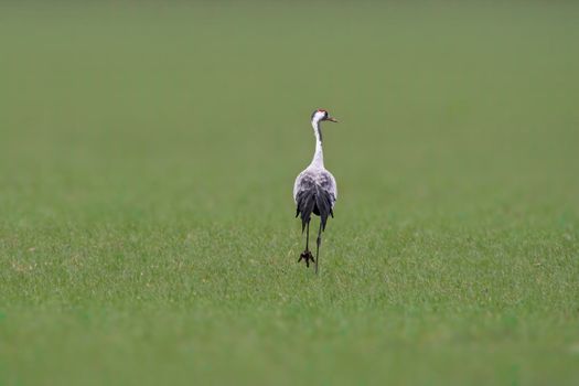 a crane stands on a green field