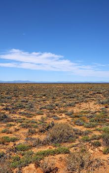 A dry highland savanna on a sunny day in South Africa with copyspace. An empty landscape of barren land with dry green grassland, shrubs, thorny bushes. Uncultivated landscape area in the wilderness