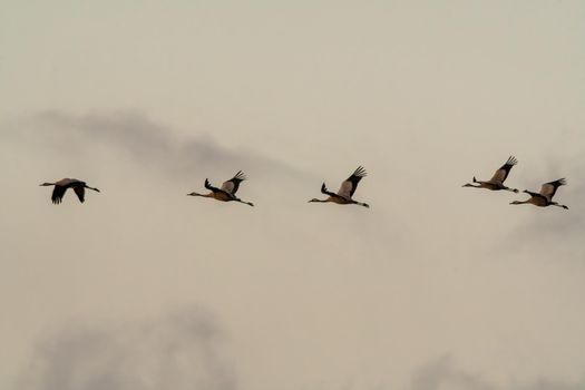 five cranes fly in the sky