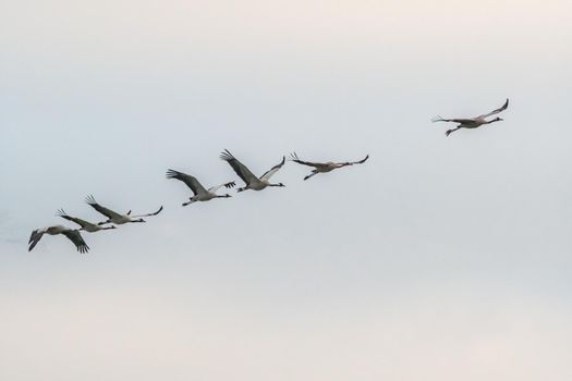 several cranes fly in the sky