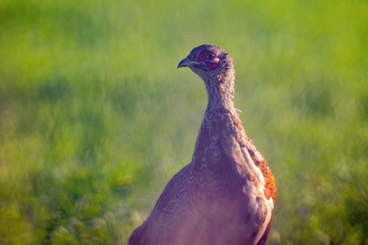 a young pheasant rooster in a meadow