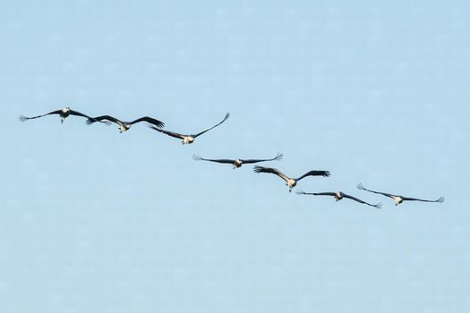 several cranes fly in the sky