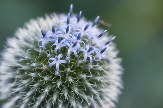 Closeup of a blue globe thistle plant with thorns in a backyard garden against a blurred background. Botany growing on a green park in the countryside. Zoom of wildflowers blossoming in a meadow