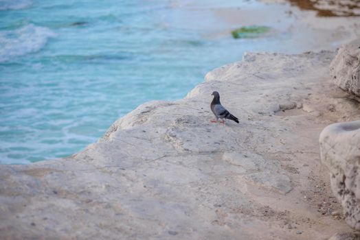 Pigeon on a white rock by the sea.