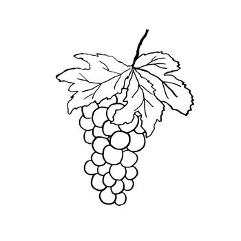 Grapes Bunch with Leaf and berry. Hand Drawn Vector Illustration. Sketch isolated on white.
