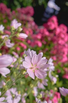 Closeup of fresh Musk Mallow growing in lush green garden with copyspace. A bunch of pink field flowers, beauty in nature and peaceful ambience of outdoors. Garden picked blooms in zen backyard