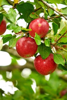Closeup of red apples growing on a tree branch in summer with copyspace. Fruit hanging from an orchard farm branch with bokeh and copy space. Sustainable organic agriculture in the countryside